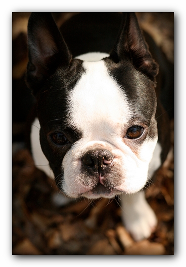 Howie the Sunwoods Boston Terrier Puppy