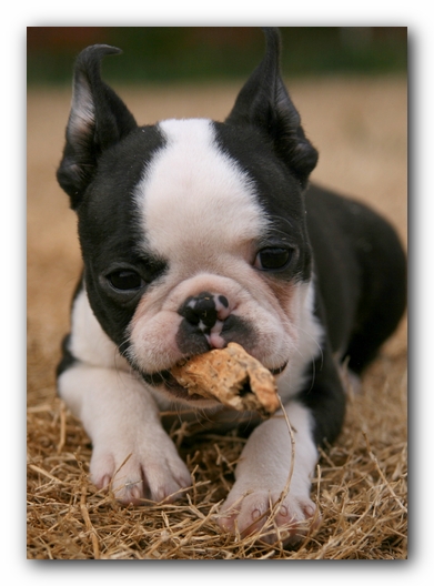 Howie the Sunwoods Boston Terrier Puppy