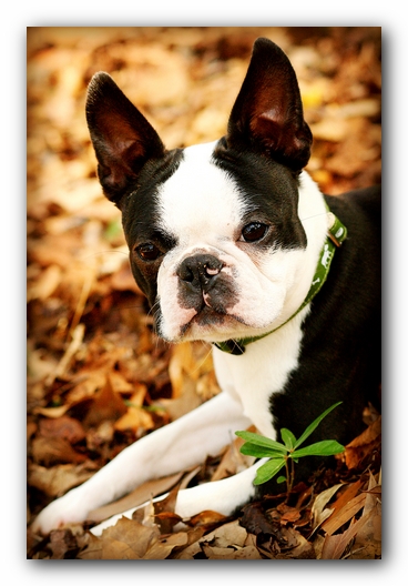 Howie the Sunwoods Boston Terrier Puppy