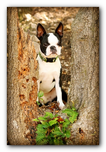Howie the Sunwoods Boston Terrier Puppy