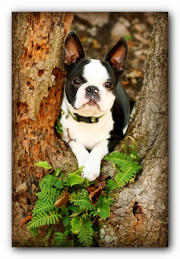 Howie the Sunwoods Boston Terrier Puppy