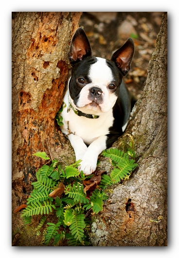 Howie the Sunwoods Boston Terrier Puppy