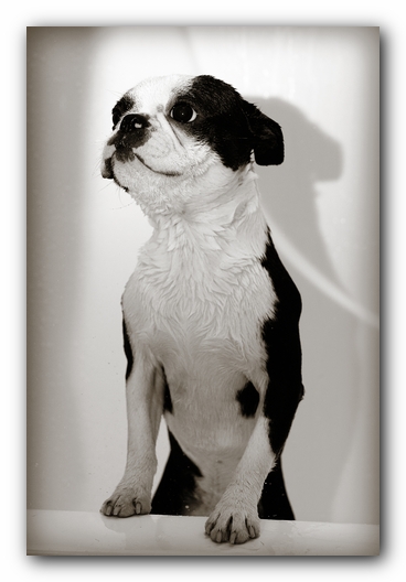 Howie the Sunwoods Boston Terrier Puppy