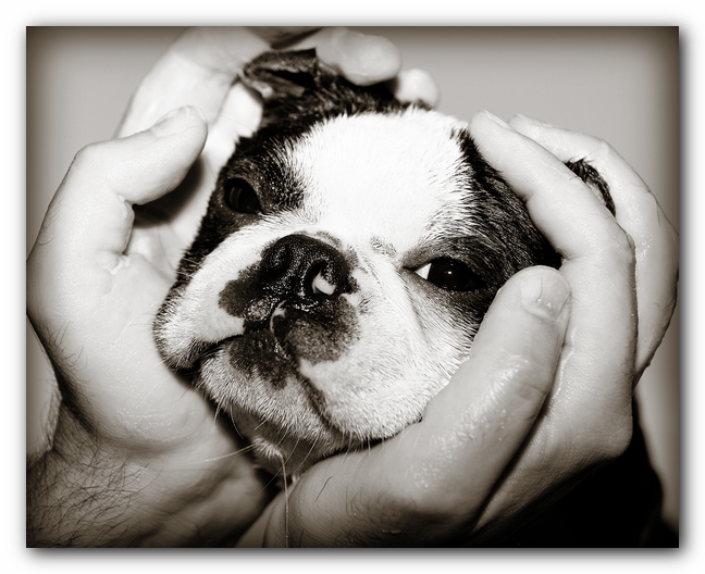 Howie the Sunwoods Boston Terrier Puppy