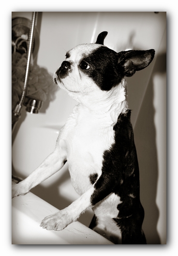 Howie the Sunwoods Boston Terrier Puppy