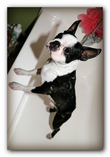 Howie the Sunwoods Boston Terrier Puppy