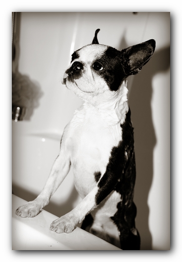 Howie the Sunwoods Boston Terrier Puppy