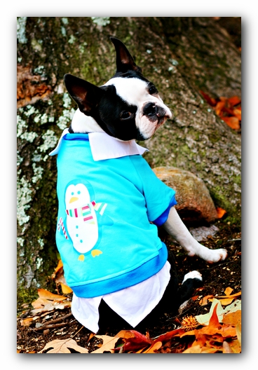 Howie the Sunwoods Boston Terrier Puppy