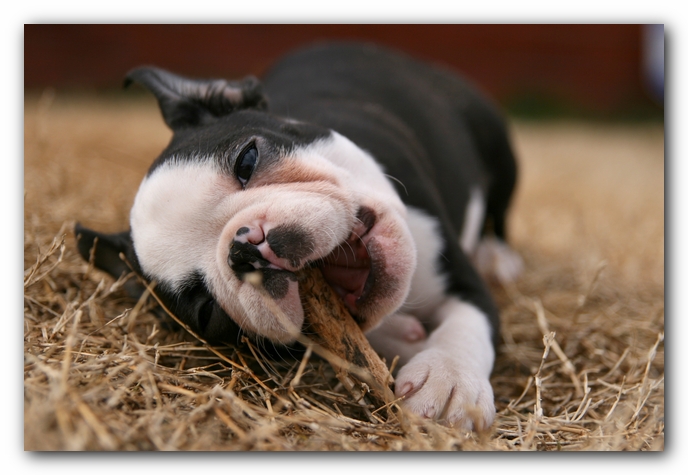 Howie the Sunwoods Boston Terrier Puppy