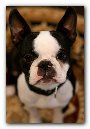 Howie the Sunwoods Boston Terrier Puppy