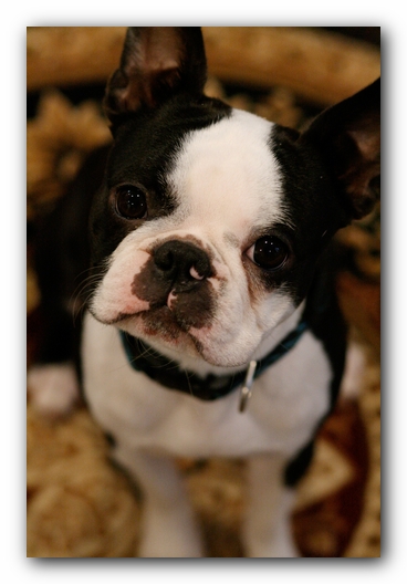 Howie the Sunwoods Boston Terrier Puppy