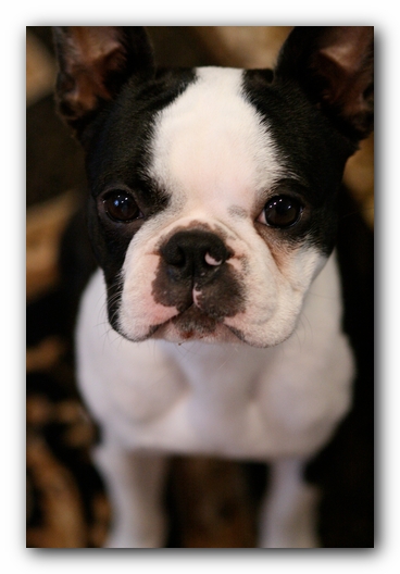 Howie the Sunwoods Boston Terrier Puppy