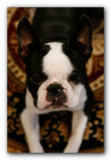 Howie the Sunwoods Boston Terrier Puppy