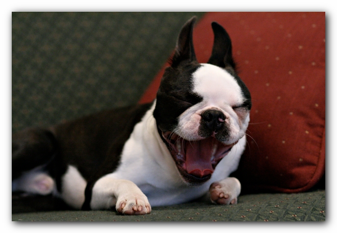 Howie the Sunwoods Boston Terrier Puppy