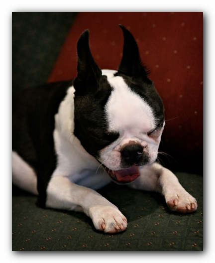 Howie the Sunwoods Boston Terrier Puppy