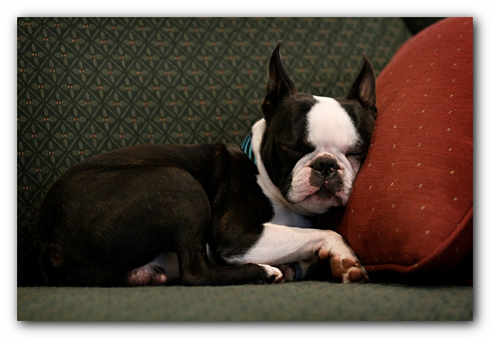 Howie the Sunwoods Boston Terrier Puppy