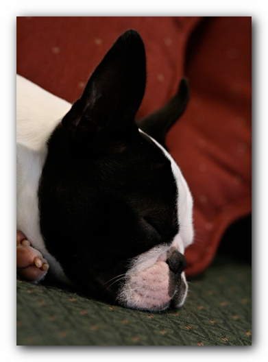 Howie the Sunwoods Boston Terrier Puppy