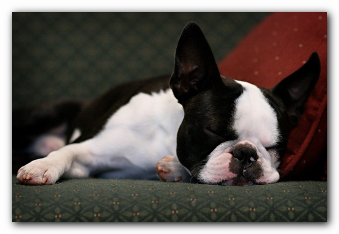 Howie the Sunwoods Boston Terrier Puppy
