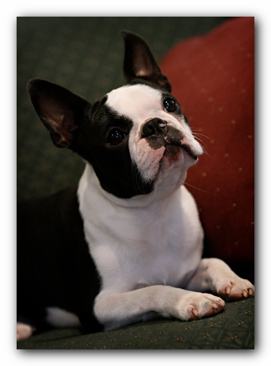 Howie the Sunwoods Boston Terrier Puppy