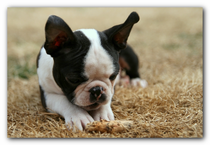 Howie the Sunwoods Boston Terrier Puppy
