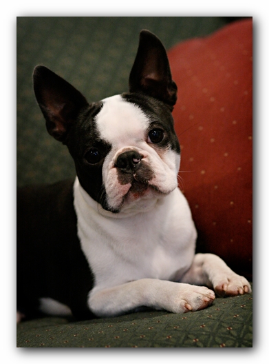 Howie the Sunwoods Boston Terrier Puppy