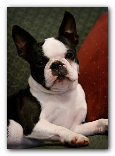 Howie the Sunwoods Boston Terrier Puppy