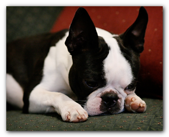 Howie the Sunwoods Boston Terrier Puppy