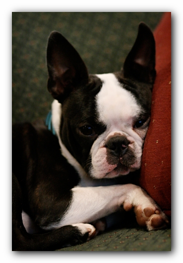 Howie the Sunwoods Boston Terrier Puppy
