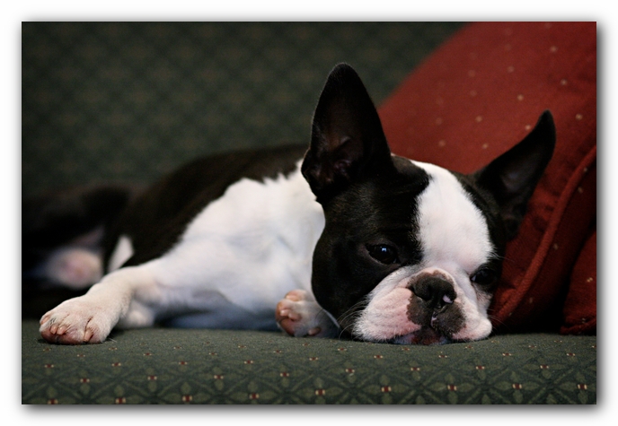 Howie the Sunwoods Boston Terrier Puppy