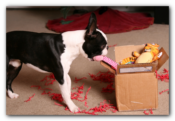 Howie the Sunwoods Boston Terrier Puppy
