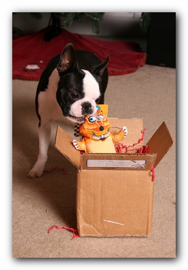 Howie the Sunwoods Boston Terrier Puppy