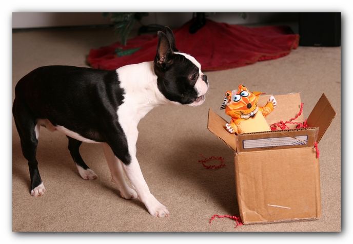 Howie the Sunwoods Boston Terrier Puppy