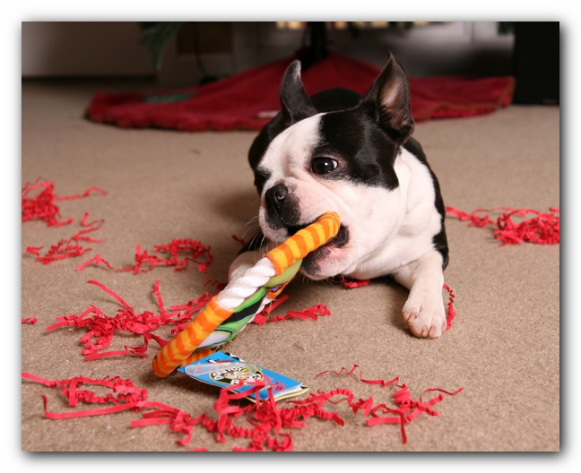 Howie the Sunwoods Boston Terrier Puppy