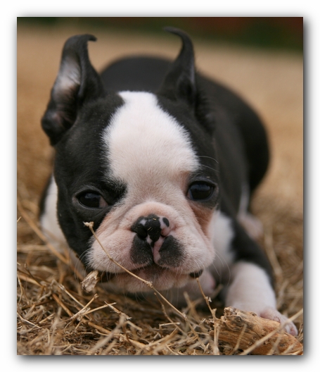 Howie the Sunwoods Boston Terrier Puppy