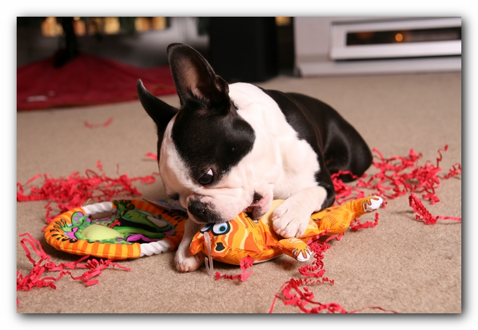 Howie the Sunwoods Boston Terrier Puppy