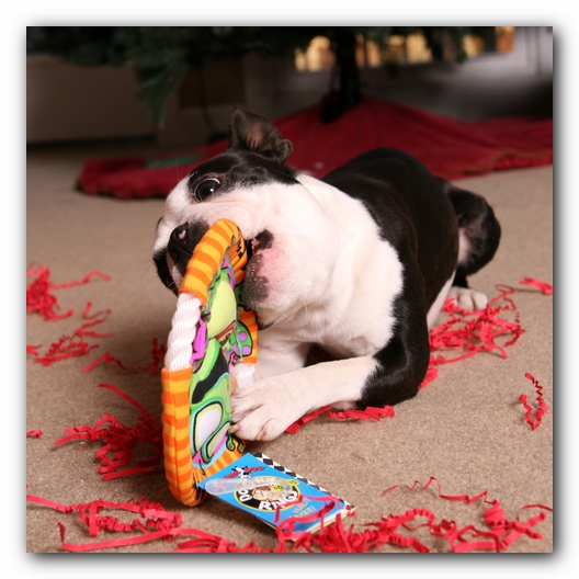 Howie the Sunwoods Boston Terrier Puppy