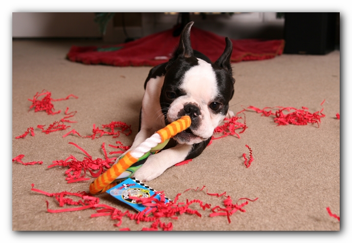 Howie the Sunwoods Boston Terrier Puppy