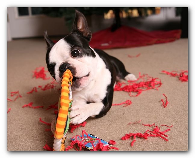 Howie the Sunwoods Boston Terrier Puppy