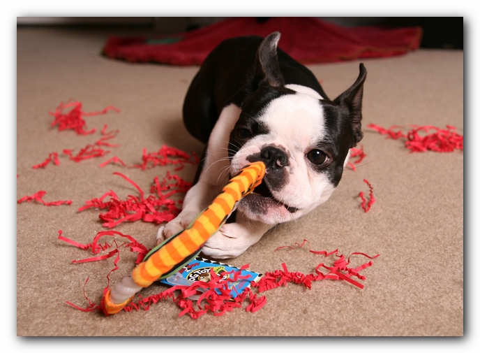 Howie the Sunwoods Boston Terrier Puppy