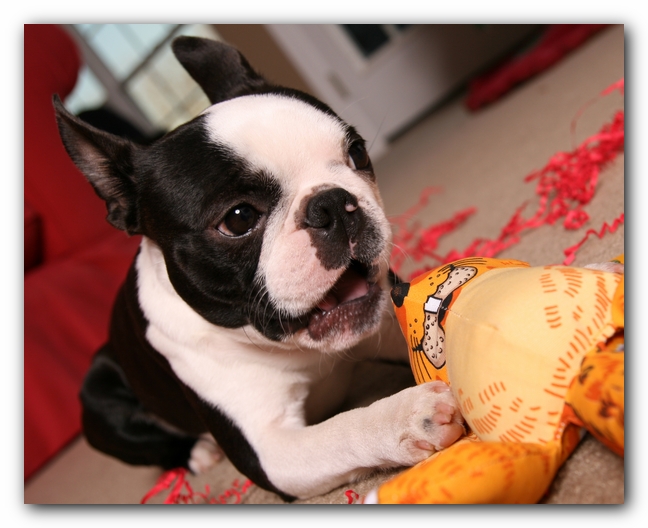 Howie the Sunwoods Boston Terrier Puppy