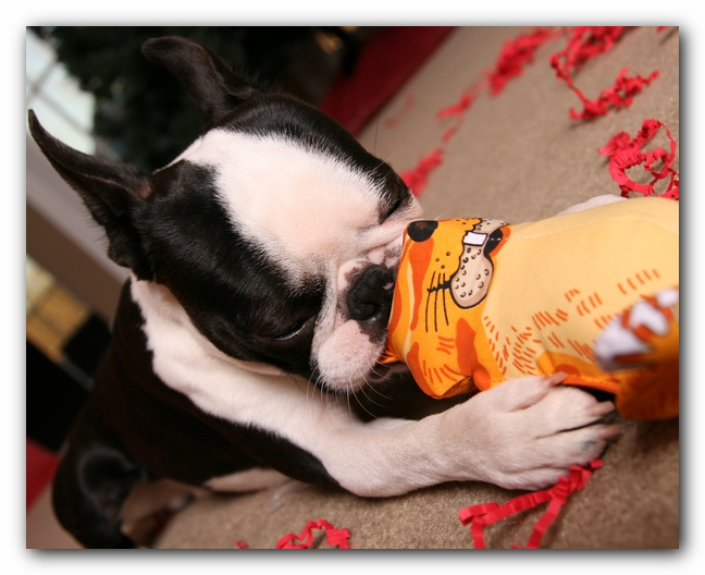 Howie the Sunwoods Boston Terrier Puppy