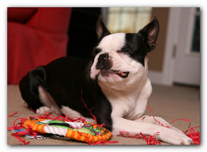 Howie the Sunwoods Boston Terrier Puppy