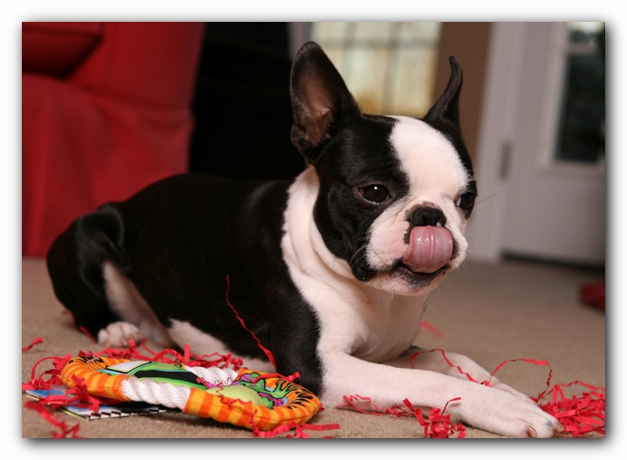 Howie the Sunwoods Boston Terrier Puppy