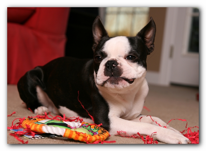 Howie the Sunwoods Boston Terrier Puppy