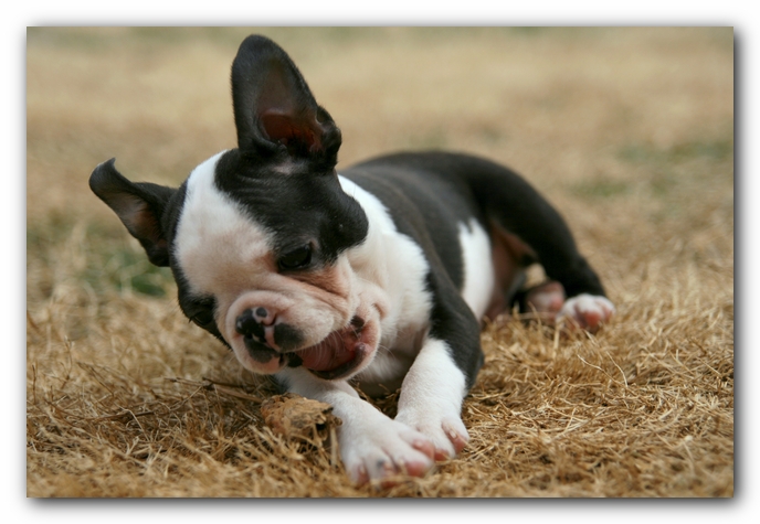 Howie the Sunwoods Boston Terrier Puppy