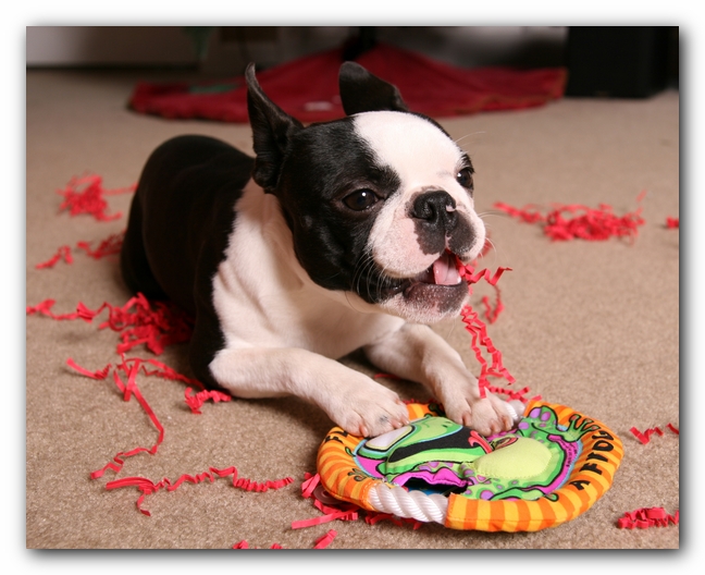 Howie the Sunwoods Boston Terrier Puppy