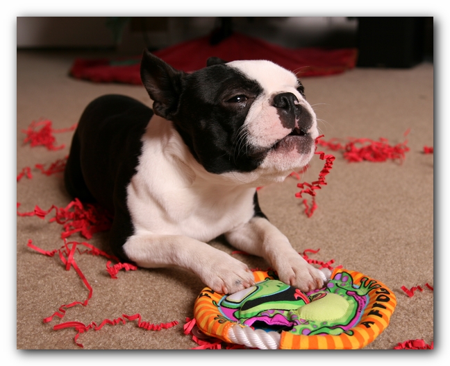 Howie the Sunwoods Boston Terrier Puppy