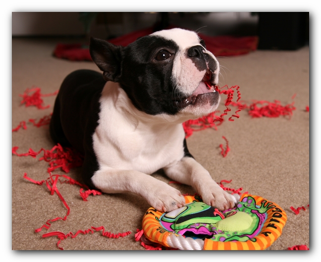 Howie the Sunwoods Boston Terrier Puppy