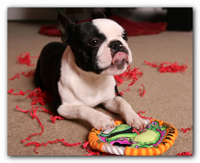 Howie the Sunwoods Boston Terrier Puppy