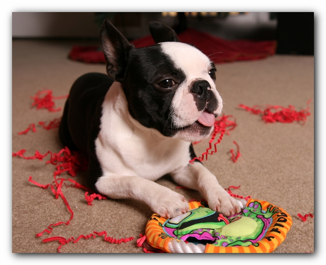 Howie the Sunwoods Boston Terrier Puppy